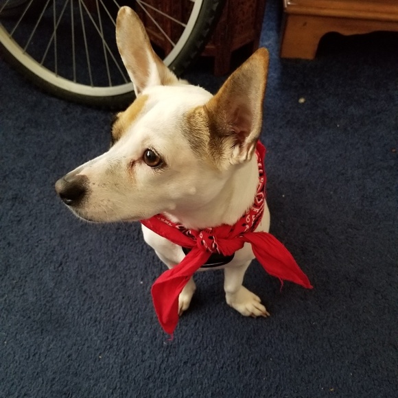 Meet your Posher, Sam - Picture 1 of 1